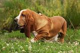 BASSET HOUND 078